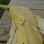 bananflue.jpg